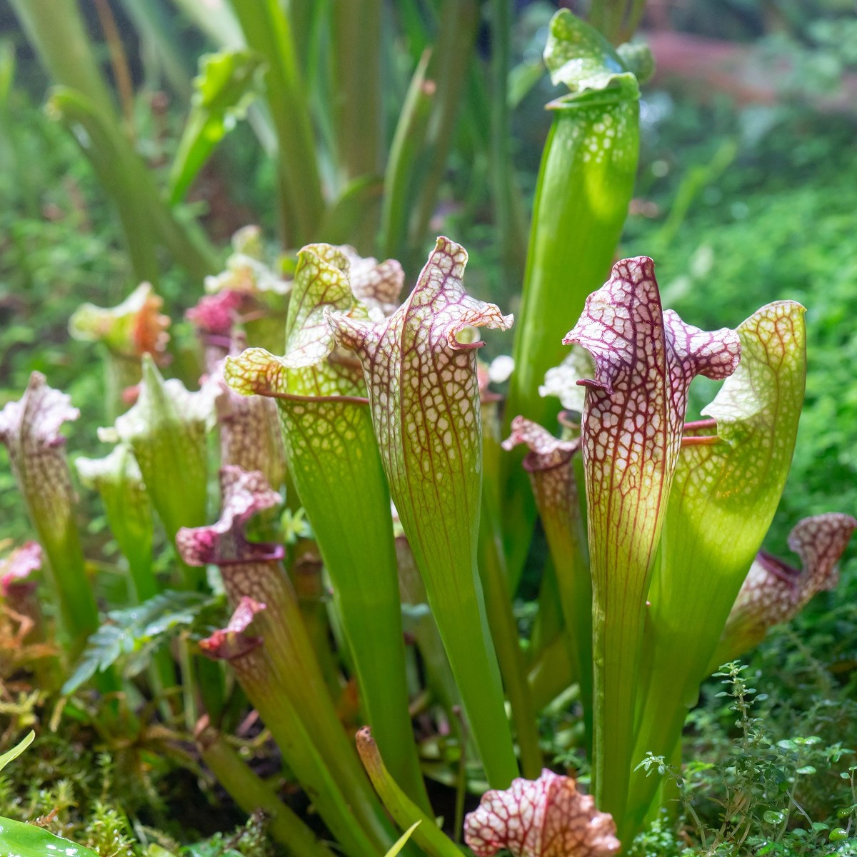 Špirlica náhorná - Sarracenia oreophila var. ornata - semená - 8 ks