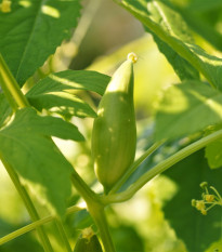 Gigantická ačokča - Cyclanthera pedata - semená - 5 ks