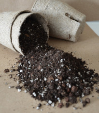 Špeciálny substrát pre palmy pestované zo semien - 100 g