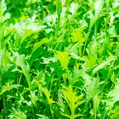 Divoká roketa Napoli - Diplotaxis tenuiflora - semená - 150 ks