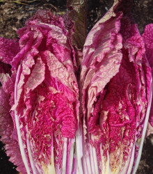 Kapusta pekingská Scarvita F1 - Brassica pekinensis - semená pekingskej kapusty - 10 ks