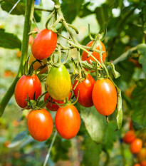 BIO Paradajka Blush - Solanum lycopersicum - bio semená - 6 ks