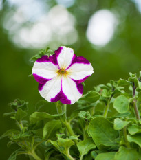 Petúnia Musica F1 Purple Star - Petunia x grandiflora - semená - 30 ks