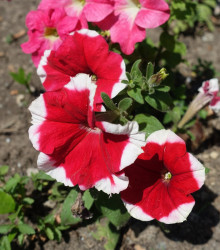 Petúnia Musica F1 Red Frost - Petunia x grandiflora - semená petúnie - 30 ks