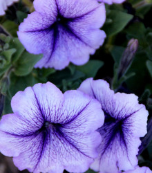 Petúnia Musica F1 Blue Vein - Petunia x grandiflora - semená petúnie - 30 ks