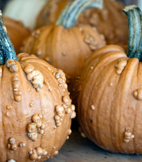 Tekvica okrasná Grizzly Bear F1 PMT - Cucurbita pepo - semená - 7 ks