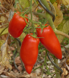 Bio Paradajka Andenhorn - Lycopersicon esculentum - bio semená paradajky - 8 ks