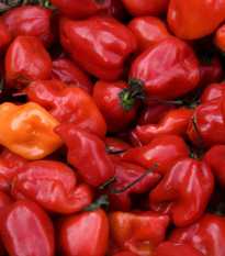 BIO Chilli Habanero červené - Capsicum chinense - bio semená - 6 ks
