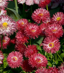 Sedmokráska Roggli červená - Bellis perennis - semená - 50 ks