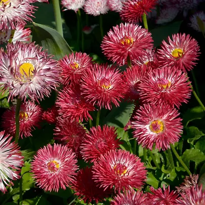 Sedmokráska Roggli červená - Bellis perennis - semená - 50 ks