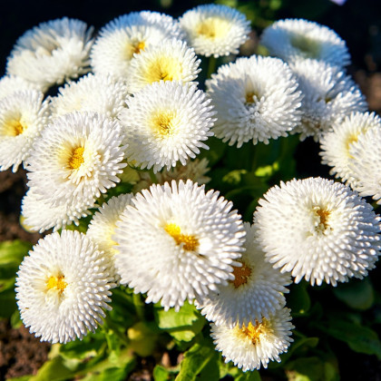 Sedmokráska Roggli biela - Bellis perennis - semená sedmokrásky - 50 ks