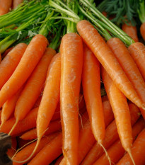 BIO Mrkva Amsterdam - Daucus carota - bio semená mrkvy - 300 ks