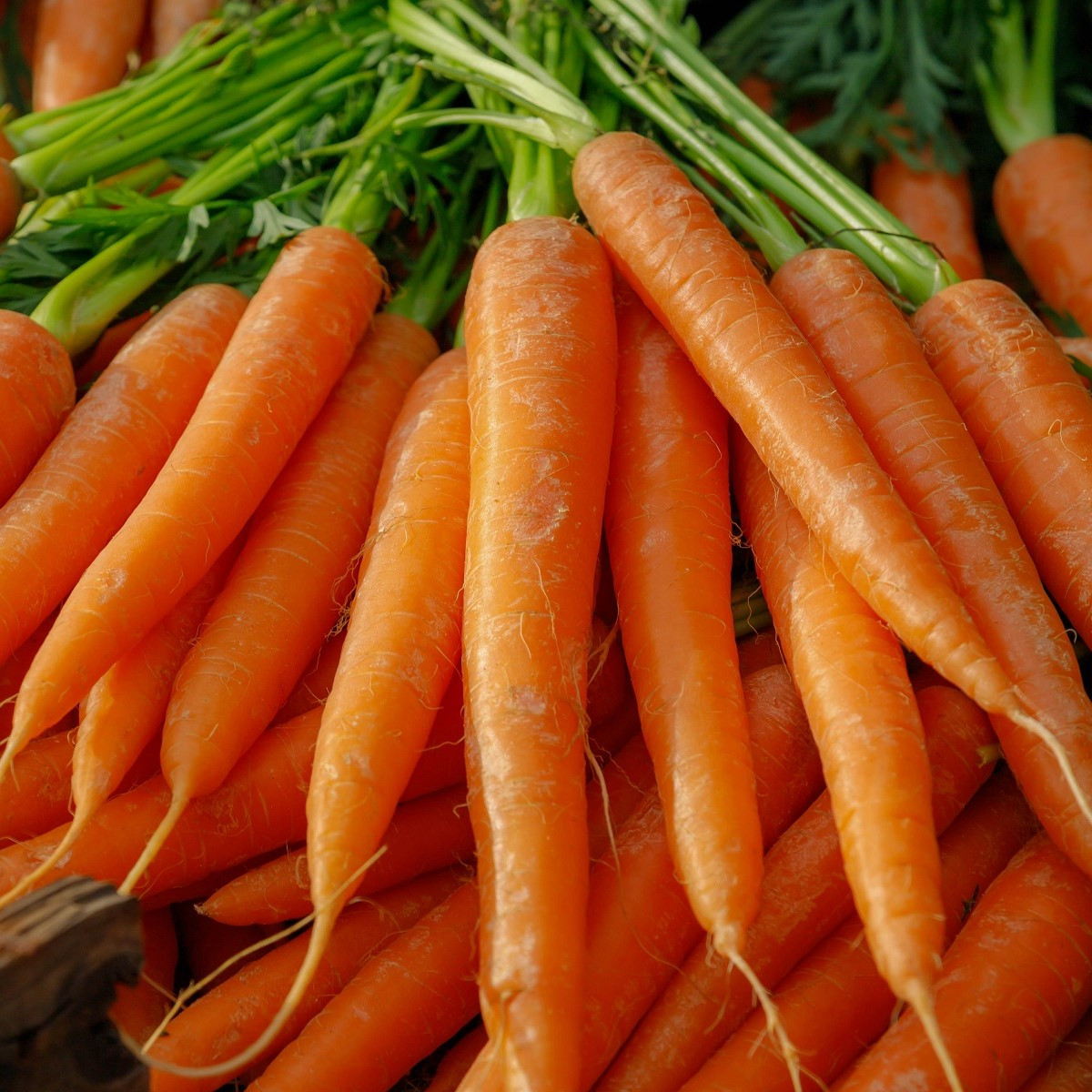 BIO Mrkva Amsterdam - Daucus carota - bio semená mrkvy - 300 ks