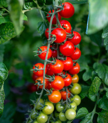 Paradajka Crokini F1 PhR - Solanum lycopersicum - semená paradajky - 7 ks