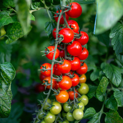 Paradajka Crokini F1 PhR - Solanum lycopersicum - semená paradajky - 7 ks