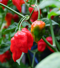 BIO Chilli Salsa - Capsicum annuum - bio semená - 7 ks