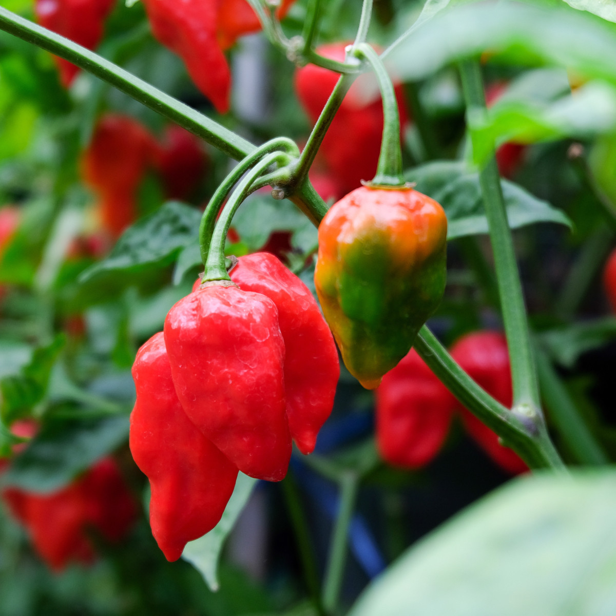 BIO Chilli Salsa - Capsicum annuum - bio semená - 7 ks