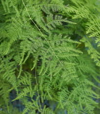 Špargľa hustokvetá - Asparagus plumosus - semená - 15 ks