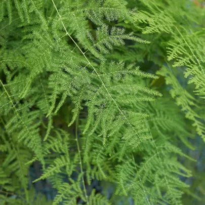 Špargľa hustokvetá - Asparagus plumosus - semená - 15 ks