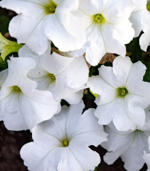 Petúnia Cascata F1 White - Petunia x atkinsiana - semená - 10 ks