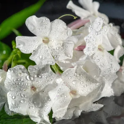 Netýkavka Accent F1 biela - Impatiens walleriana - semená - 20 ks