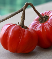 Okrasný baklažán Goyo - Solanum melongena - semená - 10 ks