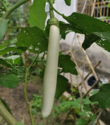 Baklažán Biely rytier F1 - Solanum melongena - semená - 10 ks