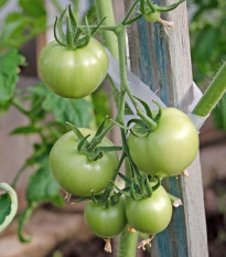 BIO Paradajka White Beauty - Solanum lycopersicum - bio semená - 20 ks