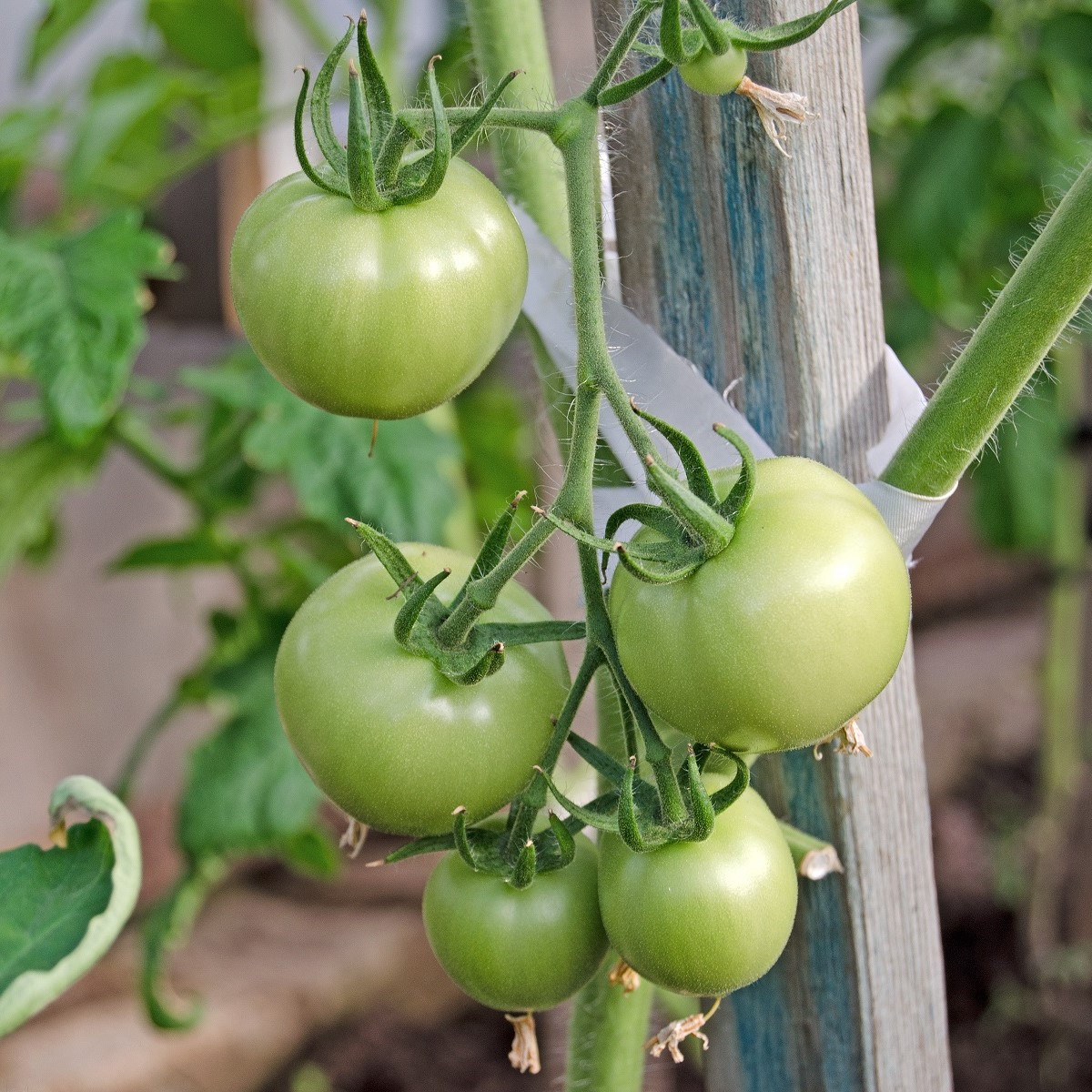 BIO Paradajka White Beauty - Solanum lycopersicum - bio semená - 20 ks