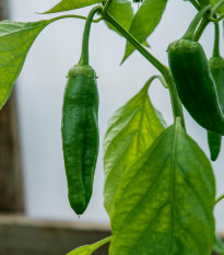 Chilli Aji Pineapple - Capsicum baccatum - semená - 7 ks