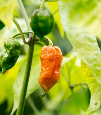 Chilli Bhut Jolokia oranžové - Capsicum chinense - semená - 15 ks