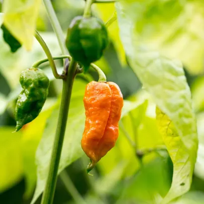Chilli Bhut Jolokia oranžové - Capsicum chinense - semená - 15 ks