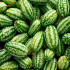 BIO Mexická mini uhorka - Melothria scabra - bio semená - 5 ks