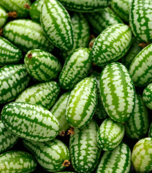 BIO Mexická mini uhorka - Zehneria scabra - bio semená - 5 ks