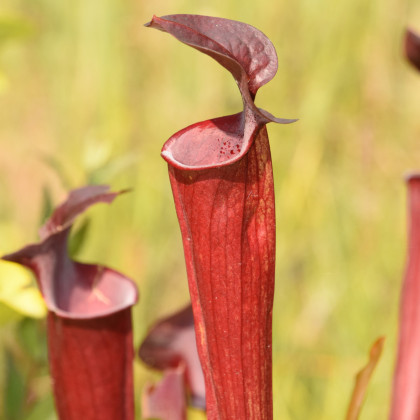Špirlica červená - Sarracenia rubra - semená - 8 ks