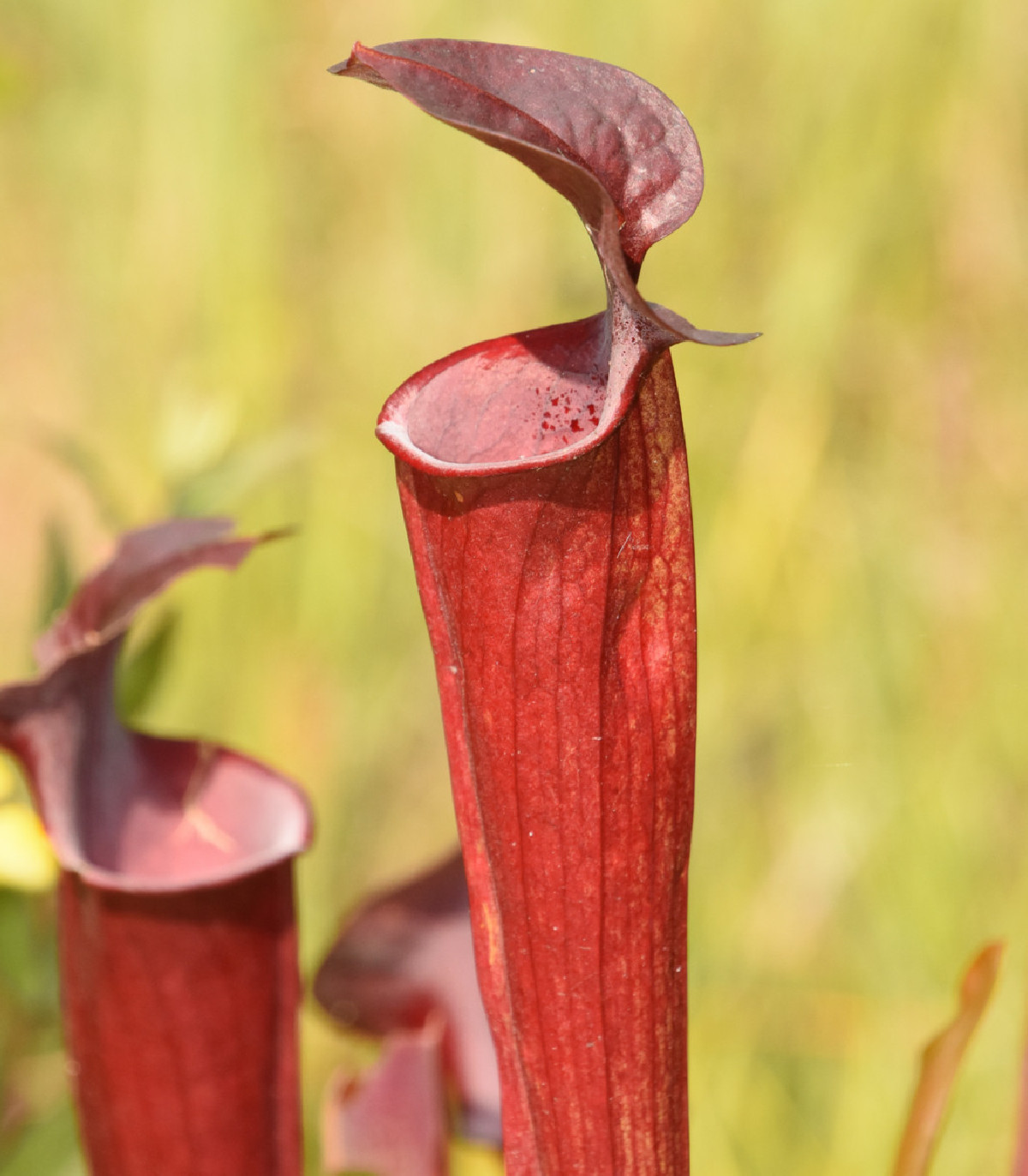 Špirlice červená - semena Špirlice červené - masožravka Sarracenia rubra - 12 ks
