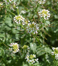 Potočnica lekárska - Nasturtium officinale - semená - 0,5 g