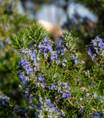 BIO Rozmarín lekársky - Rosmarinus officinalis - bio semená - 30 ks