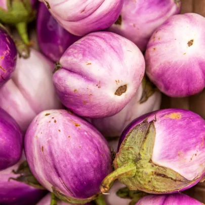 BIO Baklažán Rosa Bianca - Solanum melongena - bio semená - 8 ks