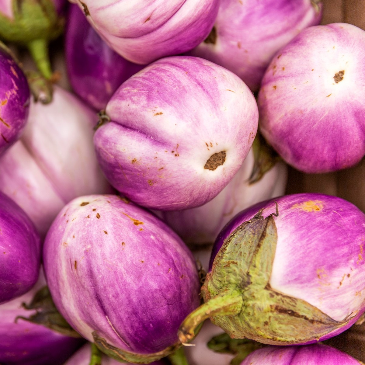 BIO Baklažán Rosa Bianca - Solanum melongena - bio semená - 20 ks