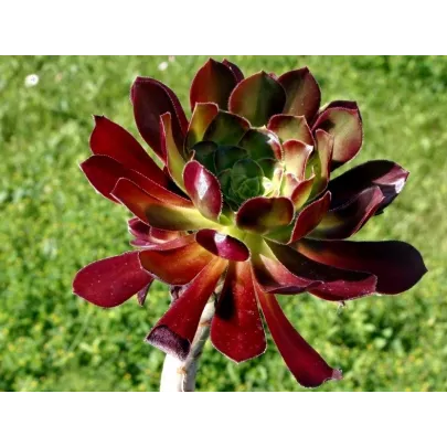 Ružicovka - Aeonium arboreum - semená - 5 ks