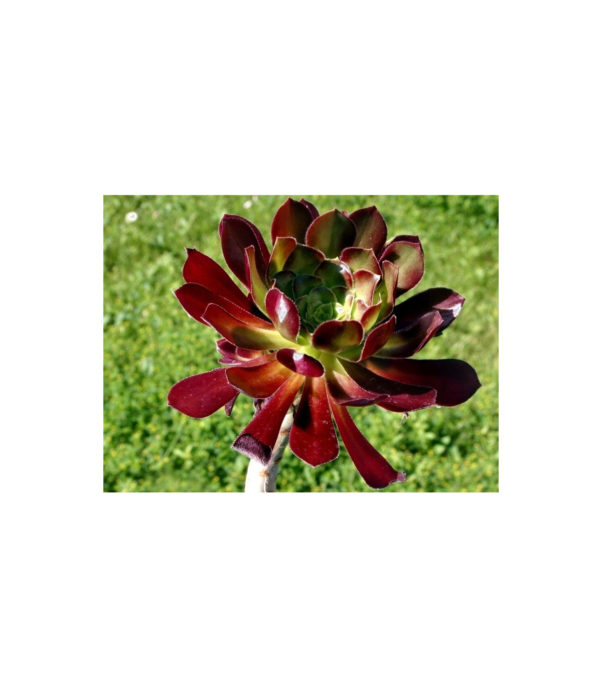 Růžicovka - semena - 5 ks - Aeonium arboreum