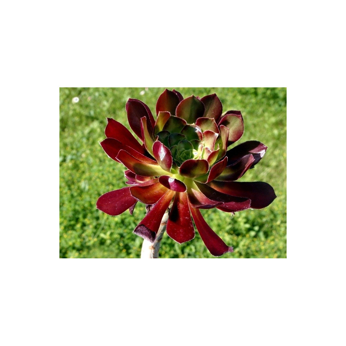 Ružicovka - Aeonium arboreum - semená - 5 ks