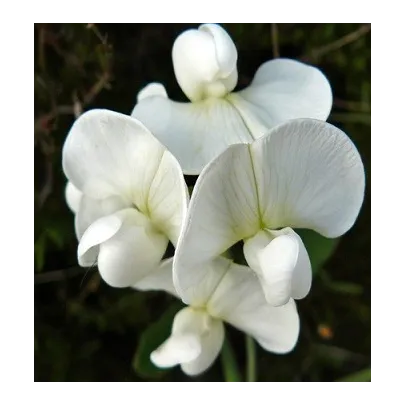 Hrachor popínavý kráľovský - Lathyrus odoratus - semená - 20 ks