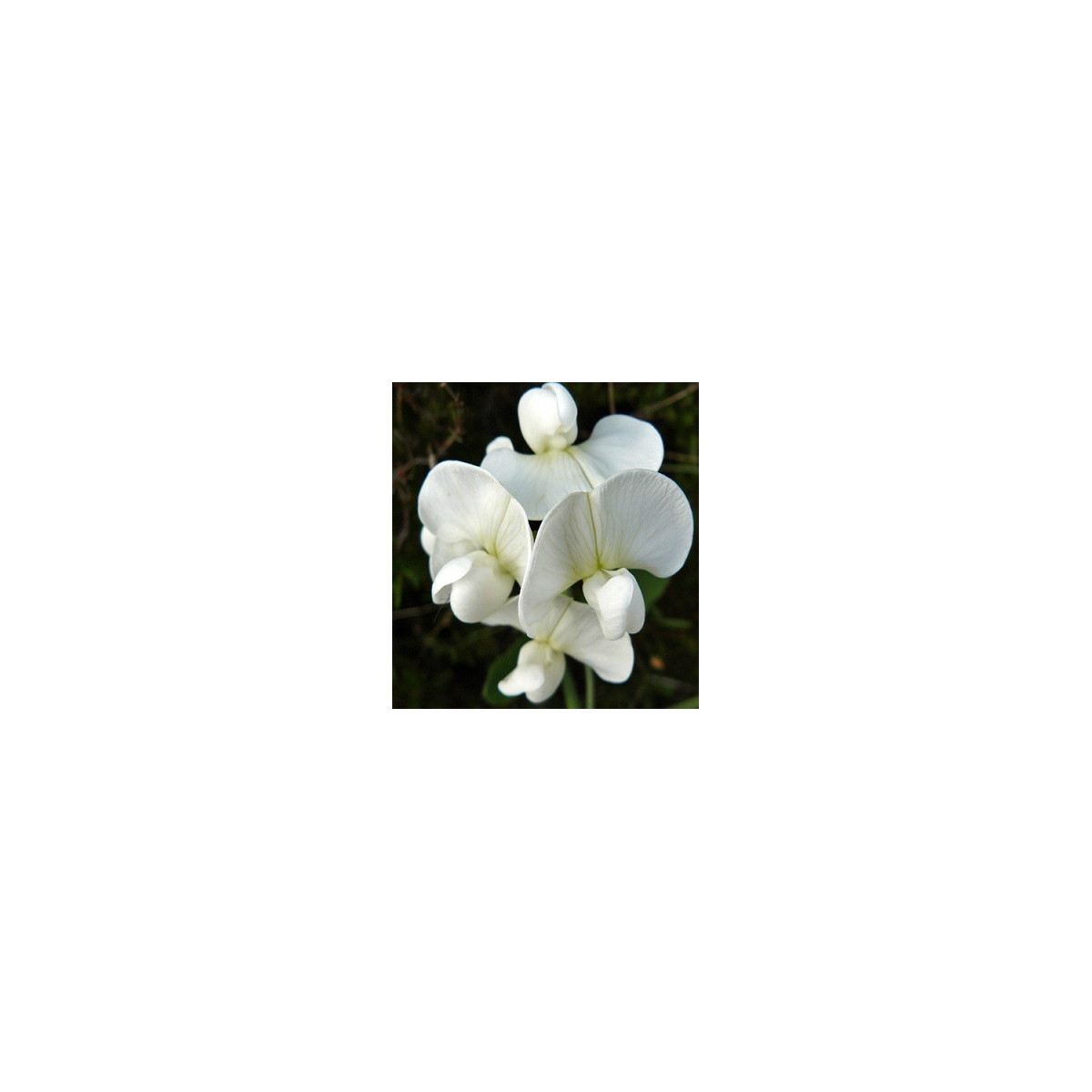 Hrachor popínavý kráľovský - Lathyrus odoratus - semená - 20 ks