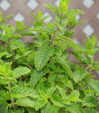 BIO Mäta klasnatá - Mentha viridis - bio semená - 25 ks