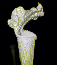 Špirlica bielolistá - Sarracenia leucophylla - semená - 10 ks