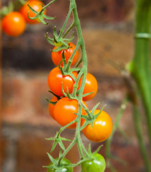 Paradajka Yoney F1 - Solanum lycopersicum - semená - 6 ks