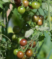 BIO Paradajka kolíková cherry Brown Berry - Solanum lycopersicum - bio semená - 7 ks