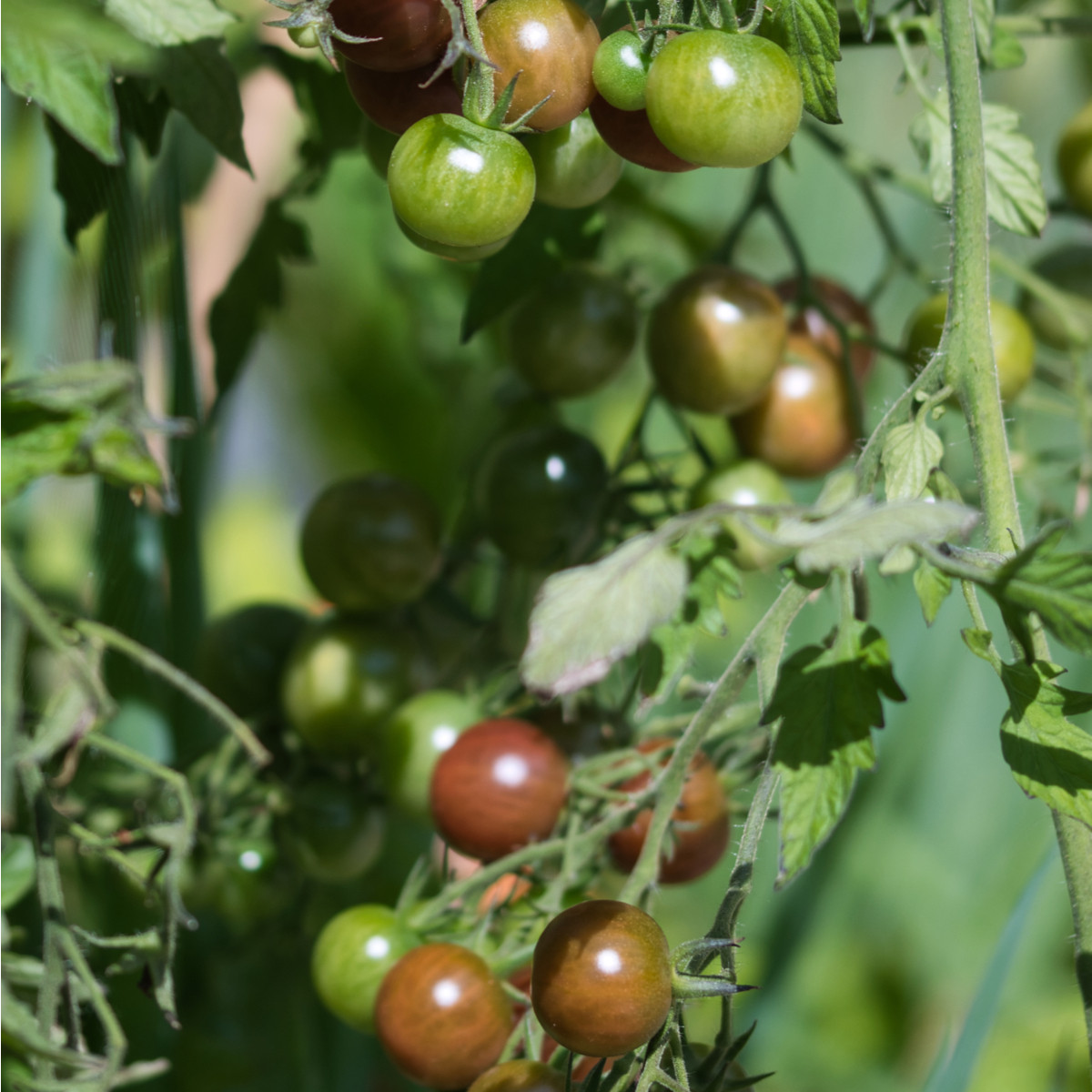 BIO Paradajka kolíková cherry Brown Berry - Solanum lycopersicum - bio semená - 7 ks